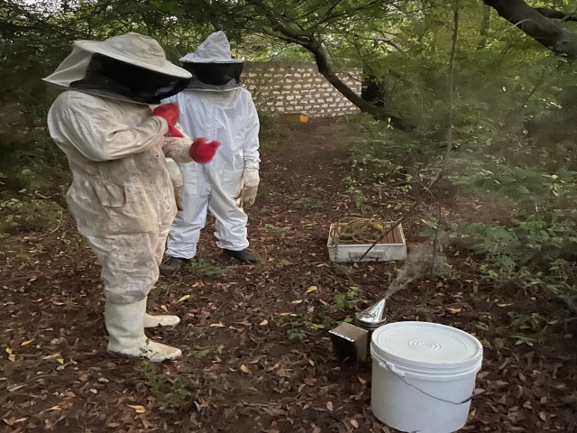 Apiary Management